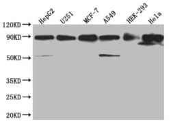 HSP90 beta Antibody (7G7), Novus Biologicals:Antibodies:Primary Antibodies