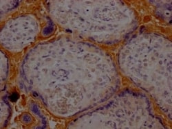 Haptoglobin Antibody (5A5), Novus Biologicals:Antibodies:Primary Antibodies