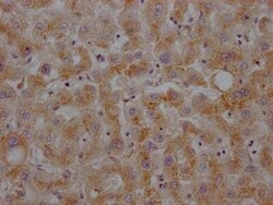 Haptoglobin Antibody (5A5), Novus Biologicals:Antibodies:Primary Antibodies
