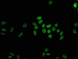 hnRNP C1 + C2 Antibody (9G1), Novus Biologicals 100 &mu;L; Unconjugated:Antibodies,