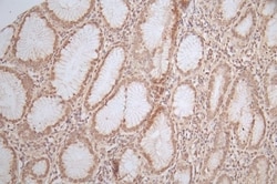 HNF-4 alpha/NR2A1 Antibody (10A7), Novus Biologicals 100 &mu;L; Unconjugated:Antibodies,