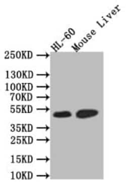 HNF-4 alpha/NR2A1 Antibody (10A7), Novus Biologicals 100 &mu;L; Unconjugated:Antibodies,