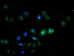 HNF-4 alpha/NR2A1 Antibody (10A7), Novus Biologicals 100 &mu;L; Unconjugated:Antibodies,