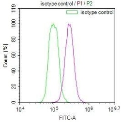 HMGCL Antibody (22H11), Novus Biologicals:Antibodies:Primary Antibodies
