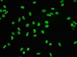 Histone H3.3 Antibody (4H2), Novus Biologicals 50 &mu;L; Unconjugated:Antibodies,