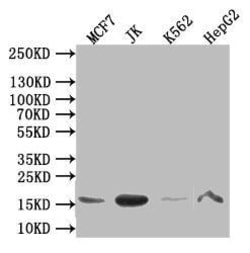 HIST1H3A Antibody (9G8), Novus Biologicals:Antibodies:Primary Antibodies