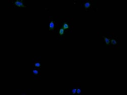 HIST1H3A Antibody (9G8), Novus Biologicals:Antibodies:Primary Antibodies
