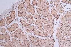 Histone H1.2 Antibody (16H4), Novus Biologicals:Antibodies:Primary Antibodies