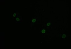 Histone H1.2 Antibody (16H4), Novus Biologicals:Antibodies:Primary Antibodies
