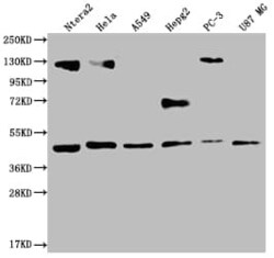 FIH-1/HIF-1AN Antibody (12F11), Novus Biologicals 50 &mu;L; Unconjugated:Antibodies,