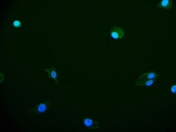FIH-1/HIF-1AN Antibody (12F11), Novus Biologicals 50 &mu;L; Unconjugated:Antibodies,