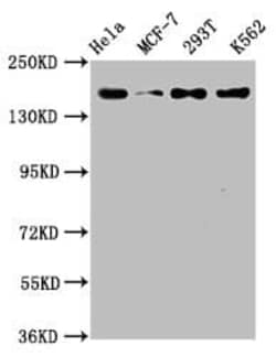 HDAC9 Antibody (1F2), Novus Biologicals:Antibodies:Primary Antibodies