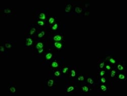 HDAC9 Antibody (1F2), Novus Biologicals:Antibodies:Primary Antibodies