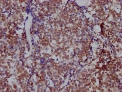 HDAC3 Antibody (4D4), Novus Biologicals 50 &mu;L; Unconjugated:Antibodies,