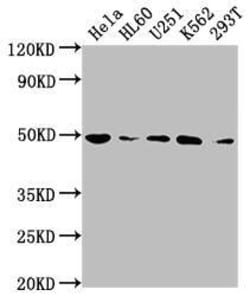 HDAC3 Antibody (4D4), Novus Biologicals 50 &mu;L; Unconjugated:Antibodies,