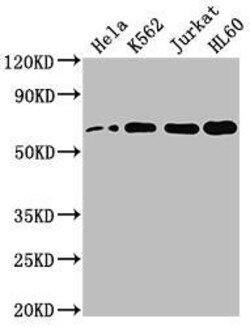 HDAC1 Antibody (10A1), Novus Biologicals:Antibodies:Primary Antibodies