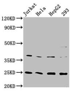 Hepcidin Antimicrobial Peptide Antibody (4C5), Novus Biologicals:Antibodies:Primary