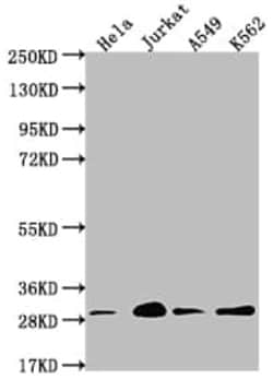 14-3-3 gamma Antibody (13C9), Novus Biologicals:Antibodies:Primary Antibodies