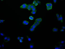 14-3-3 beta/alpha Antibody (6F6), Novus Biologicals:Antibodies:Primary