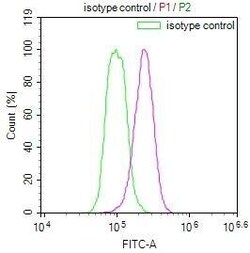 14-3-3 beta/alpha Antibody (6F6), Novus Biologicals:Antibodies:Primary