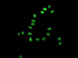 Ku80/XRCC5 Antibody (5G3), Novus Biologicals:Antibodies:Primary Antibodies
