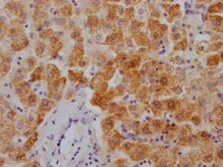Xanthine Oxidase Antibody (8A9), Novus Biologicals:Antibodies:Primary Antibodies