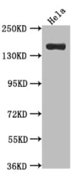 Xanthine Oxidase Antibody (8A9), Novus Biologicals:Antibodies:Primary Antibodies