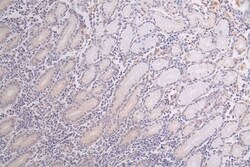 WNK1 Antibody (26G7), Novus Biologicals 100 &mu;L; Unconjugated:Antibodies,