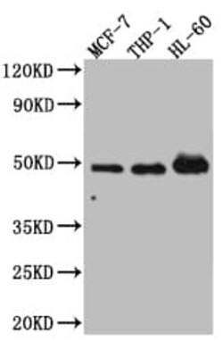 VDR/NR1I1/Vitamin D Receptor Antibody (3C7), Novus Biologicals 50 &mu;L;