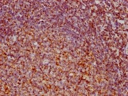 VDAC1 Antibody (3A1), Novus Biologicals:Antibodies:Primary Antibodies
