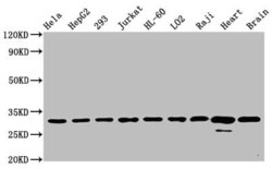 VDAC1 Antibody (3A1), Novus Biologicals:Antibodies:Primary Antibodies