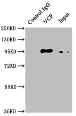 p97/VCP Antibody (5H12), Novus Biologicals 100 &mu;L; Unconjugated:Antibodies,