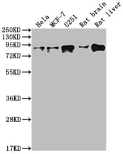 p97/VCP Antibody (5H12), Novus Biologicals 100 &mu;L; Unconjugated:Antibodies,