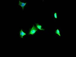 p97/VCP Antibody (5H12), Novus Biologicals 100 &mu;L; Unconjugated:Antibodies,