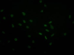 USP22 Antibody (18E3), Novus Biologicals:Antibodies:Primary Antibodies