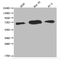 USP22 Antibody (18H6), Novus Biologicals 100 &mu;L; Unconjugated:Antibodies,