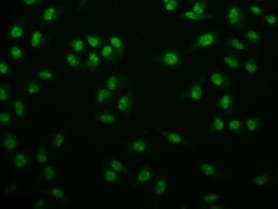 USP22 Antibody (18H6), Novus Biologicals 100 &mu;L; Unconjugated:Antibodies,