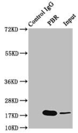 PBR Antibody (23G2), Novus Biologicals 50 &mu;L; Unconjugated:Antibodies,