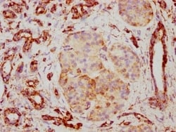 PBR Antibody (23G2), Novus Biologicals 50 &mu;L; Unconjugated:Antibodies,