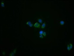 PBR Antibody (23G2), Novus Biologicals 50 &mu;L; Unconjugated:Antibodies,