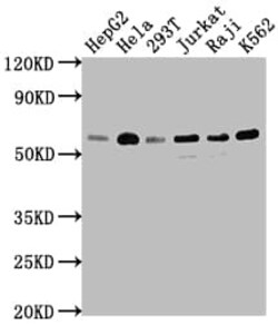 TRAF-2 Antibody (9A5), Novus Biologicals 100 &mu;L; Unconjugated:Antibodies,