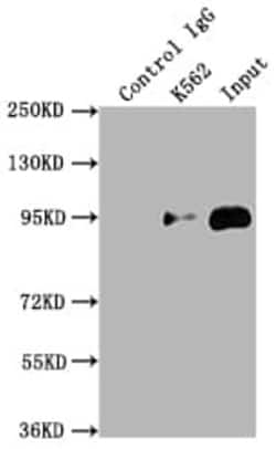 Topoisomerase I Antibody (6D8), Novus Biologicals:Antibodies:Primary Antibodies