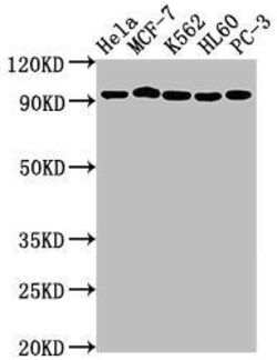 Topoisomerase I Antibody (6D8), Novus Biologicals:Antibodies:Primary Antibodies