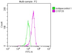 Topoisomerase I Antibody (6D8), Novus Biologicals:Antibodies:Primary Antibodies