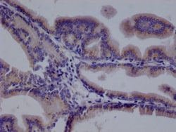 TMEM192 Antibody (21G8), Novus Biologicals 50 &mu;L; Unconjugated:Antibodies,