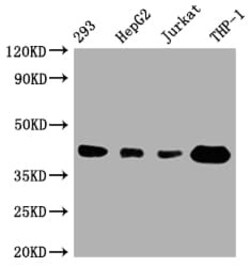 STING/TMEM173 Antibody (7C7), Novus Biologicals 100 &mu;L; Unconjugated:Antibodies,