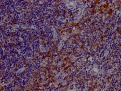 TLR7 Antibody (6E5), Novus Biologicals 100 &mu;L; Unconjugated:Antibodies,
