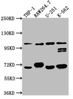 TLR5 Antibody (10D8), Novus Biologicals:Antibodies:Primary Antibodies