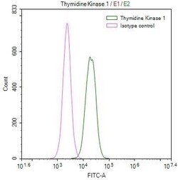 Thymidine Kinase 1 Antibody (6F6), Novus Biologicals 50 &mu;L; Unconjugated:Antibodies,