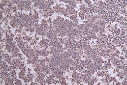 Themis Antibody (7G7), Novus Biologicals 50 &mu;L; Unconjugated:Antibodies,